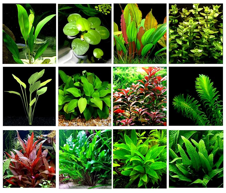 12 Aquarium Plants – Mixed Species