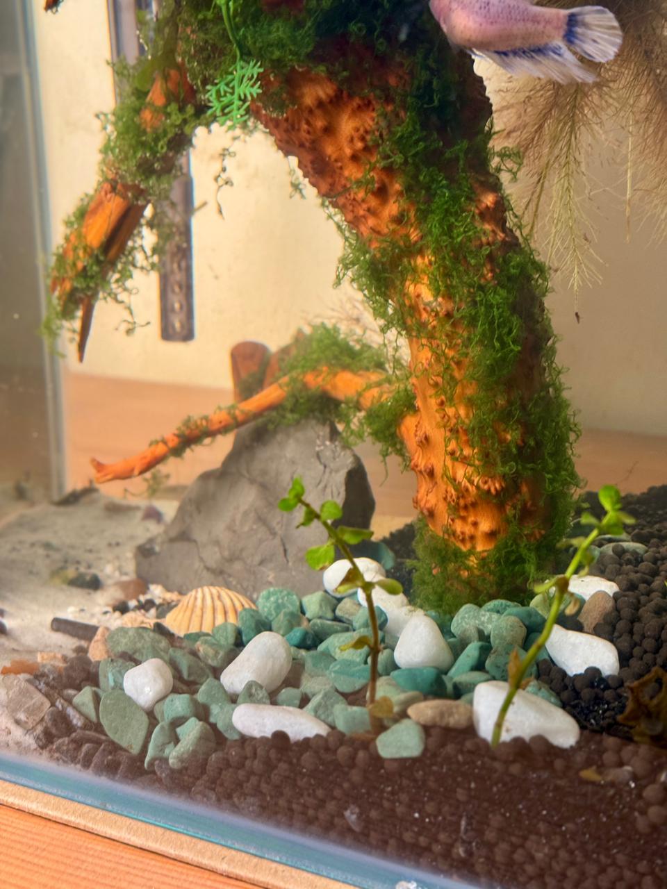 35 cm Nature Aquarium with Driftwood Complete Setup