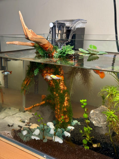 35 cm Nature Aquarium with Driftwood Complete Setup