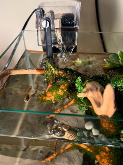 35 cm Nature Aquarium with Driftwood Complete Setup
