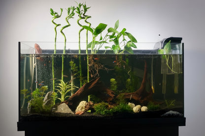 Customised Planted Aquariums