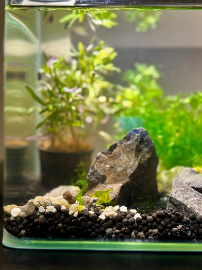 Customised Planted Aquariums