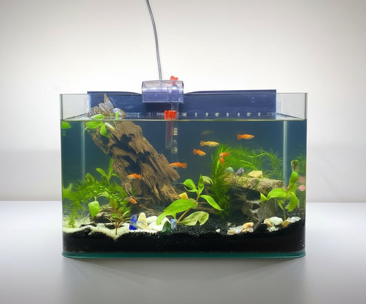planted aquarium